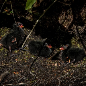 Redwell   26 05 2020   D500   Les 347.jpg